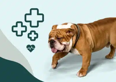 Quels sont les problèmes de santé des chiens brachycéphales ? 
